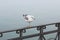 Lonely, brooding white seagull, standing on one leg on cast-iron railing, sparkling droplets of water entangled in cobweb against