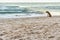 Lonely brown dog sitting on the beach waiting for someone