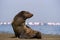 Lonely brown fur seal sits on the ocean on a sunny day