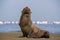 Lonely brown fur seal sits on the ocean on a sunny day