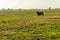 Lonely Brown horse on a meadow against distant horizon.