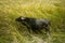 Lonely buffalo on grass, which are on delta of river Evros, Greece