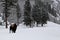 Lonely Buffalo in the mountains of Montana