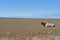 Lonely Bull on barren field