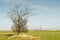 A lonely bush on a fenced paddock for horses