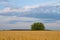 Lonely bush in the field of wheat against the background of the evening sky with clouds