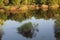 A lonely bush flooded by a river