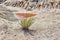 Lonely bush of grass in the desert on the background of a salt lake