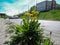 A lonely bush of yellow sunny dandelions grows near an asphalt road