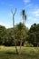 Lonely cabbage tree