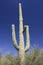 Lonely cactus, Saguaro National Park, Tucson area