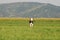 Lonely Calf on a field