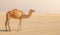 Lonely Camel in the desert