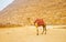 The lonely camel in Giza, Egypt