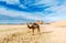 Lonely camel in the Jordanian desert. Wadi Rum desert