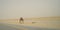 A Lonely Camel On The Road In The Desert Of Saudi Arabia
