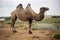 lonely camel stands in the desert where there is grass in summer in the heat.