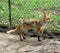 Lonely captive foxy attending its meal