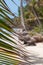 Lonely caribbean white sand beach and coconut palm