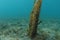 Lonely Carpophyllum sea weed on flat bottom