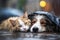 Lonely Cat and Dog Lying Together During Rain Outside