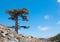 Lonely cedar tree in the mountains against blue