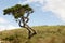 Lonely cedrus tree in a Pico island meadow. Azores. Portugal