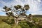 Lonely cedrus tree in a Pico island meadow. Azores. Portugal