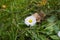 Lonely chamomile autumn grass