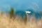 Lonely chamomile flower in a field