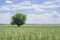 Lonely cherry tree in the middle of a wheat field
