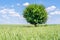 Lonely cherry tree in the middle of a wheat field