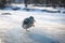 Lonely clumsy mallard female duck walking on ice in a winter sunset light