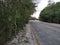 lonely cobblestone path mexico and trees