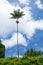 Lonely coconut palm tree standing tall