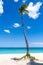 Lonely Coconut Palm tree on white sandy caribbean beach in Punta Cana, Dominican Republic. With fluffy clouds at blue sky