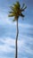 Lonely coconut tree and a beautiful blue sky