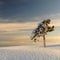 A lonely and cold tree during the winter