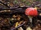 The lonely colorful Amanita Muscaria in Czech Republic forest