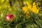 Lonely colorful maple leaf and red apple lying on a moss. Autumn concept - image