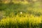 Lonely coltsfoot flower on a background of green grass