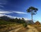 Lonely coniferous tree against the backdrop of mountain range and blue sky