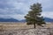 Lonely coniferous tree in the desert