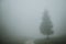 Lonely coniferous tree standing on horizon aside of gravel road leading through green meadows during the rainy foggy morning