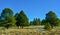 Lonely coniferous trees on a prairie with dry yellow grass in winter in Arizona