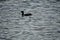 Lonely Coot on the water