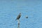 A lonely Cormorant