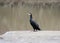 Lonely cormorant stands on the shore
