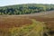 Lonely country path to green distant forest