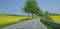 Lonely country road between blooming rape fields. Spring in Schleswig-Holstein, Germany, Europe